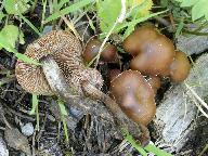 Kuehneromyces lignicola