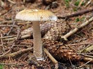 Amanita submembranacea