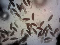 výtrusy H2O výtrusy H2O