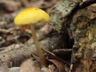 Pluteus leoninus