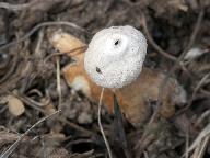 Geastrum minimum 