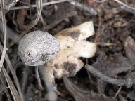 Geastrum minimum