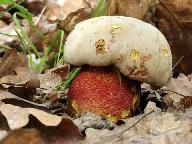 Rubroboletus rhodoxanthus 