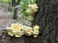 Laetiporus sulphureus