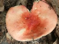 Russula persicina 