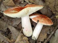 Russula persicina 