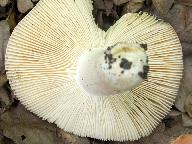 Russula persicina 