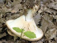 Lactarius zonarius