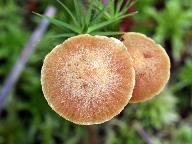 Galerina paludosa