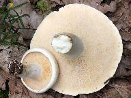 Lactarius piperatus