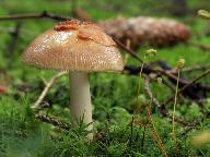 Amanita fulva