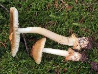 Amanita fulva