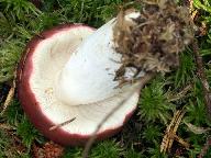 Russula paludosa