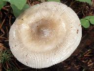 Amanita battarrae