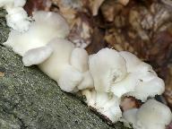 Pleurotus pulmonarius 
