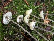 Mycena amicta 