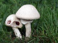 Agaricus depauperatus 
