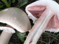 Agaricus depauperatus 