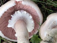 Agaricus depauperatus 