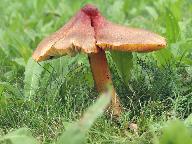 Hygrocybe conica 