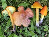 Hygrocybe conica 