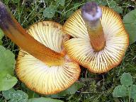 Hygrocybe conica