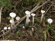 Marasmiellus tricolor 