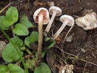 Marasmiellus tricolor 