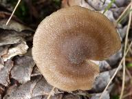 Entoloma conferendum