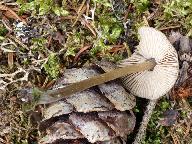 Entoloma conferendum