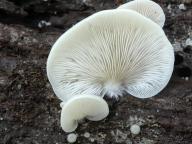 foto Karel Tejkal foto Karel Tejkal