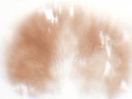 výtrusný prach výtrusný prach