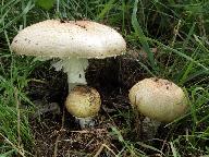 Agaricus augustus