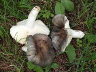 Russula parazurea Russula parazurea