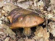 Boletus aereus 