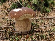 Boletus edulis 