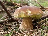 Boletus edulis