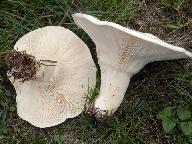 Leucopaxillus giganteus