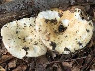 Russula chloroides 