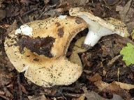 Russula chloroides 