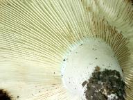 Russula chloroides 