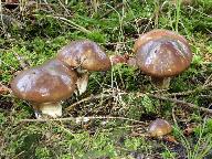 Suillus luteus