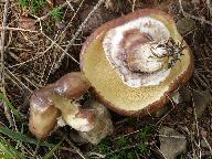 Suillus luteus