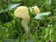 Spathularia flavida