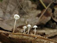 Marasmius epiphyllus