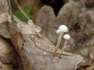 Marasmius epiphyllus