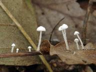 Marasmius epiphyllus 