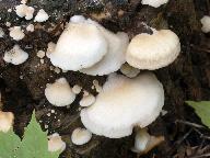 Crepidotus mollis