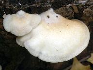 Crepidotus mollis