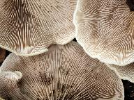 Crepidotus mollis